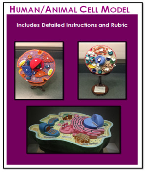 Preview of Human/Animal Cell Model (cross-section) - Detailed Instructions, Photos & Rubric