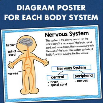 Human BODY SYSTEMS Worksheets, Reading Comprehension, Posters by Fishyrobb