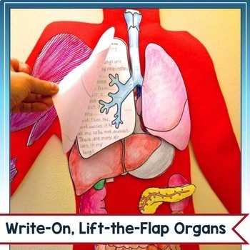 Human Body Systems Project Lift The Flap Model W Human Body Reading Passages
