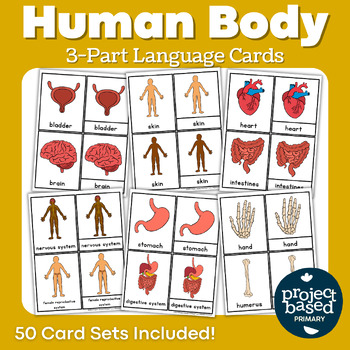 Preview of Human Body 3 Part Cards