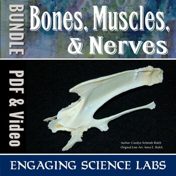 Preview of Human Body: Bones and Muscles and Nerves—lab BUNDLE Collection for Middle School