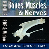 Human Body: Bones and Muscles and Nerves—lab BUNDLE Collec