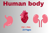 Human Body Book For Children: Learning Anatomy Is Fun