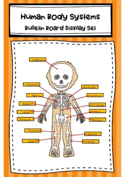 Preview of Human Body Bulletin Board Display