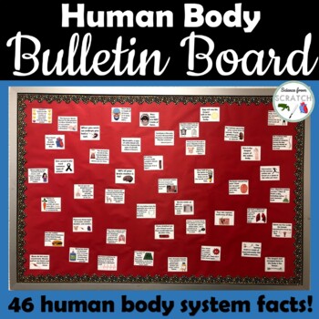 Preview of Human Body Bulletin Board (for Health, Anatomy, or Life Science)