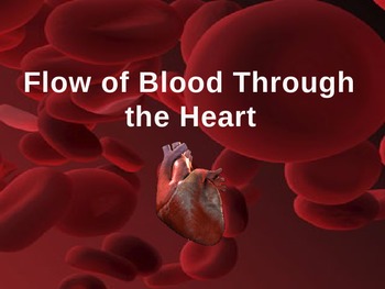 Preview of Human Body CIRCULATORY - Flow of Blood in the Heart