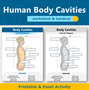 Preview of Human Body Cavities Diagram Worksheet and Handout | Human Body Systems