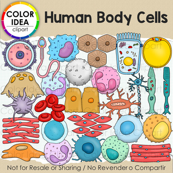 Preview of Human Body Cells