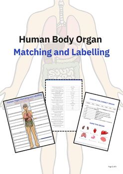 Human Body Chart Labelling Activity by Olivia James | TPT