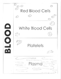 Human Body - Circulatory System - Components of the Blood 