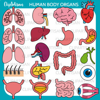 Human Body Clip Art Growing Bundle by ClipArtisan | TPT