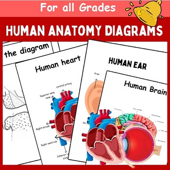 Preview of Human Body Diagrams - Human Body Labeled - Heart, Brain, Eye, Ear