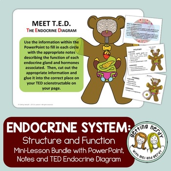 Preview of Endocrine System - Human Body PowerPoint, Notes and Diagram