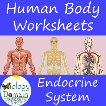 Preview of Human Body Endocrine System Worksheets
