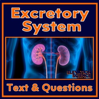 Preview of Human Body Excretory System Worksheet and Reading with Google Version