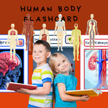 Preview of Human Body Flashcards, Biology flashcards.