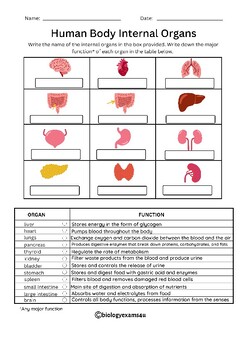 Preview of Human Body Internal Organs Worksheets, Crossword and Word Search Activity