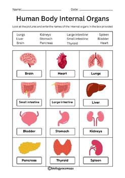 Human Body Internal Organs Worksheets, Crossword and Word Search Activity