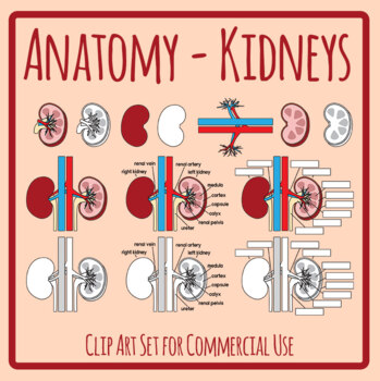 Human Body Kidney - Anatomy Label the Diagram Science / Biology Clip ...