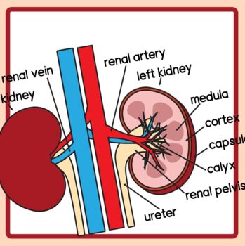 kidney anatomy model labeled