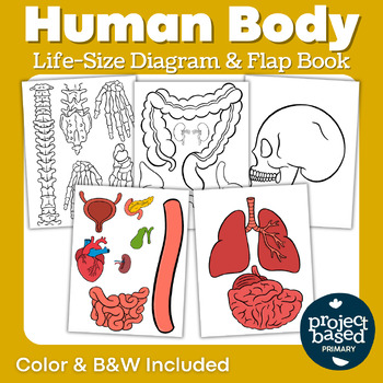 Preview of Human Body Life Size Diagram