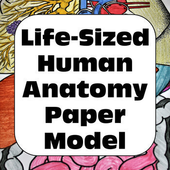 Preview of Human Body Life-Sized Human Anatomy Paper Model for Personal Use Only