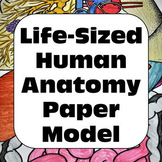 Human Body Life-Sized Human Anatomy Paper Model for Person