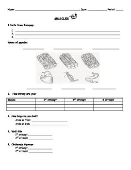 Preview of Human Body MUSCLES Worksheet