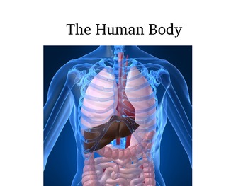 Preview of Human Body- Major Organ Functions Powerpoint