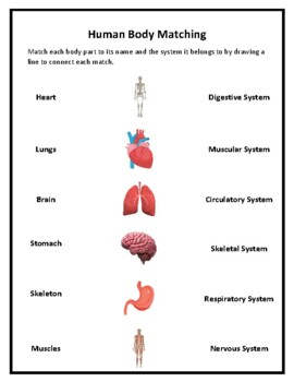 Preview of Human Body Systems Matching Worksheet