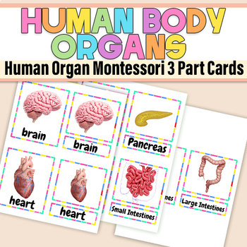 Preview of Human Body Montessori 3 Part Cards | Internal  Organs of the Human Body