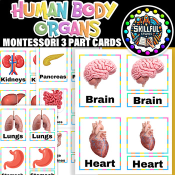 Preview of Human Body Montessori 3 Part Cards | Internal Organs of the Human Body