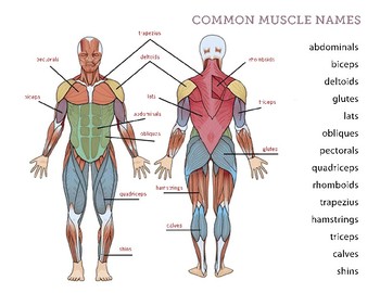 Human Body Muscles By La Paloma Teachers Pay Teachers