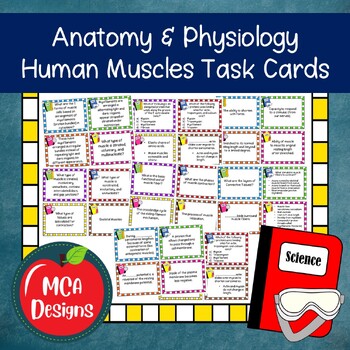 Preview of Human Body Muscles Task Cards
