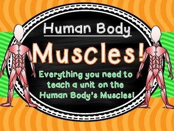 Preview of Human Body Muscles Unit!  Close Reads and Experiments!