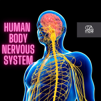 Preview of Human Body: Nervous System