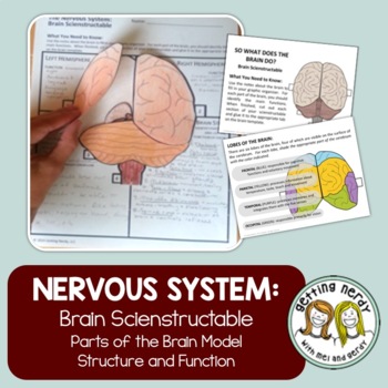 Preview of Nervous System - Brain Model, PowerPoint, and Notes