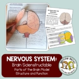 Nervous System - Brain Model, PowerPoint, and Notes