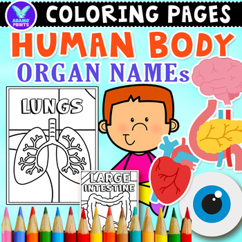 Preview of Human Body Organ Names Science Coloring & Writing Paper ELA Activities No PREP