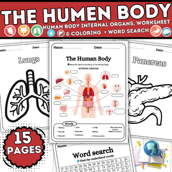 Human Body Organ System-Human Body Organs For Kids-Colorin, Word search