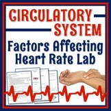 Human Body Organ Systems Circulatory System Activity Heart