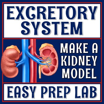 Preview of Human Body Organ Systems Excretory System Activity Kidney Lab NGSS MS-LS1-3