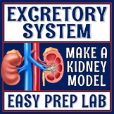Human Body Organ Systems Excretory System Activity Kidney 
