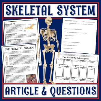 Preview of Human Body Organ Systems Skeletal System Activity Bones Article and Worksheet