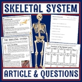 Human Body Organ Systems Skeletal System Activity Bones Ar