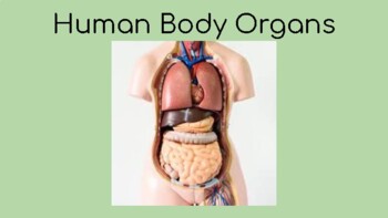 Preview of Human Body Organs