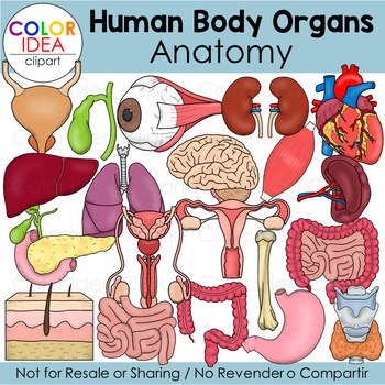 Preview of Human Body Organs - Anatomy