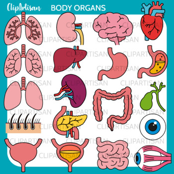 human body organs clipart