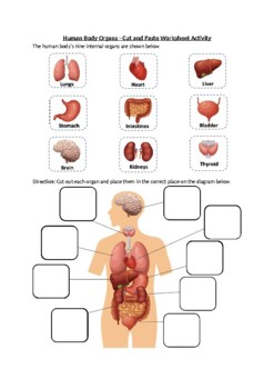Preview of Human Body Organs - Cut and Paste Worksheet Activity | Printable PDF & Easel