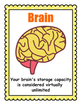 Preview of Human Body Organs Flash Cards with Facts